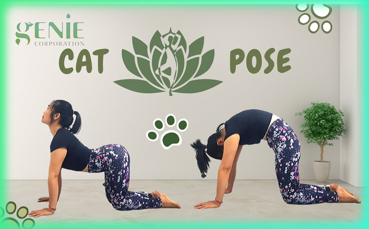 Tư thế Yoga Cat Pose